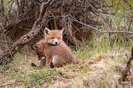 Fox cubs by Andy van der Steen - Fotografie thumbnail