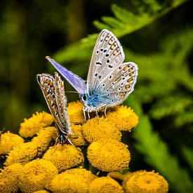 papillons ensemble sur une fleur sur Frank Ketelaar