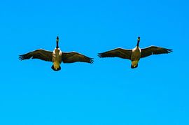 Wilde Gänse im Tiefflug von Norbert Sülzner