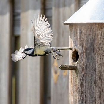 Great tit spreads its wings after feeding