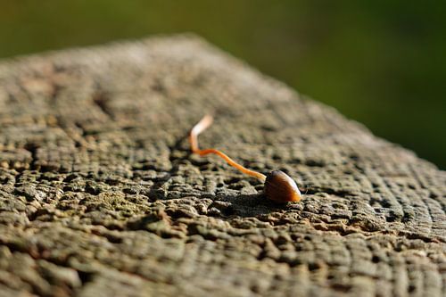 Kaalkopje in volle glorie op oud hout