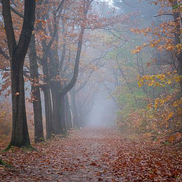 Une allée de hêtres brumeuse dans la forêt crée une atmosphère morose sur Jan van der Vlies