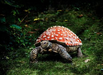 Mushroom toad by Jonas Potthast