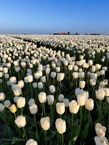 Sunset beams streaking the bulbs