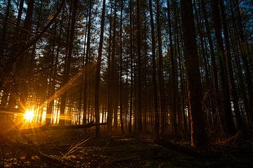 Gouden zonnestralen in het bos van Jurgen van Hest