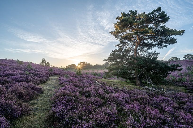 Grove den op de bloeiende heide in het goudenlicht van de opkomende zon van John van de Gazelle fotografie
