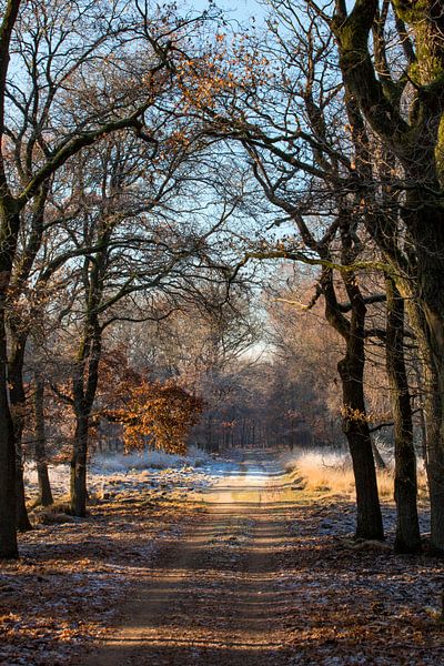 Bevroren bos op de Veluwe von Evert Jan Kip