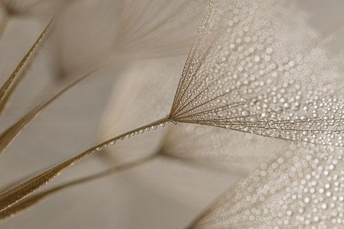 Rust: Schitteringen in het licht