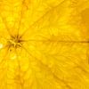 Sinasappel in close-up abstract van John van de Gazelle