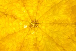Sinasappel in close-up abstract