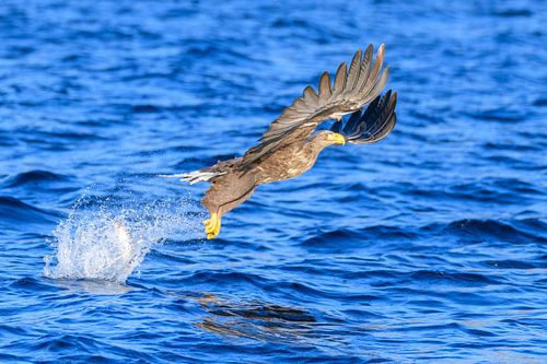 Zeearend  (Haliaeetus-albicilla) jaagt in een Fjord