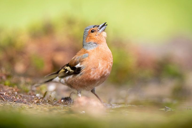 Vogel in der Natur von Marjolein van der Mey