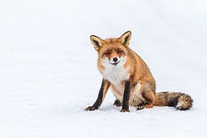 Red fox sur Marcel Derweduwen