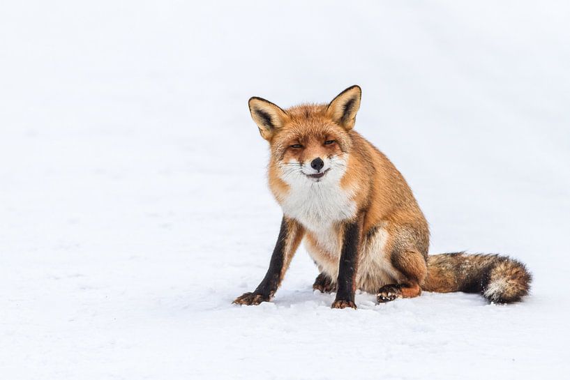 Red fox par Marcel Derweduwen