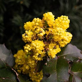 Fleur jaune sur Carla van Dulmen
