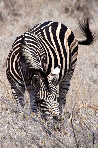 Grazing steppe zebra by Eric van Duijn