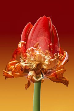 Tulipe à l'envers sur Klaartje Majoor