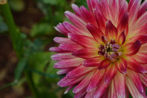 Roze dahlia