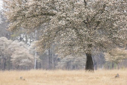 Krentenboom vol witte bloesem