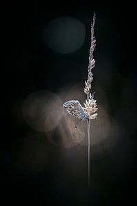 Vlindertje in het avondlicht (2) van Bob Daalder