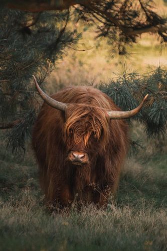 Highlander écossais