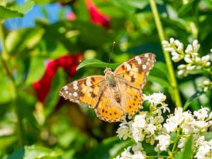 Distelfalter (Vanessa cardui) im Frühling