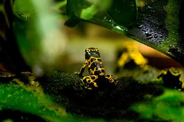 Bee poison frog : Dendrobates leucomelas by Loek Lobel