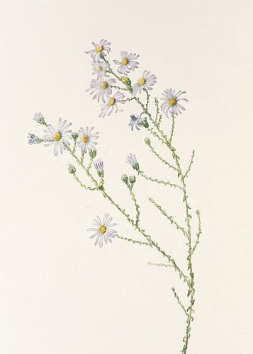 Pineland Aster From North American Wildflowers (1925) By Mary Vaux Walcott.