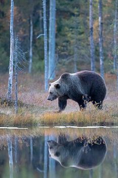 Bruine beer Finland