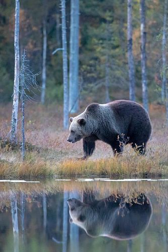 Bruine beer Finland