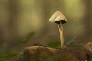 Pilz (Herbst)