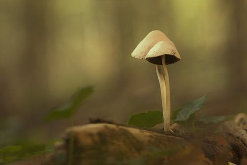 Pilz (Herbst)