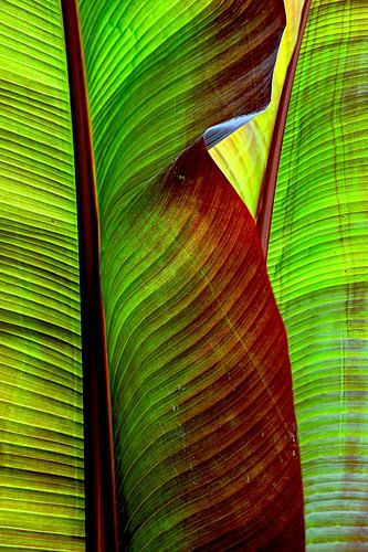 plante tropicale