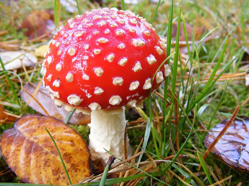 rood met witte stippen von Mirjam van Ginkel