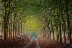 Allee der Bäume mit knospenden Herbstfarben von Moetwil en van Dijk - Fotografie