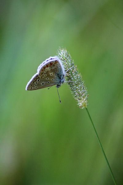 Ikarusblau von Shirley Douwstra