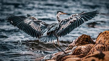 After landing by Arjan Warmerdam