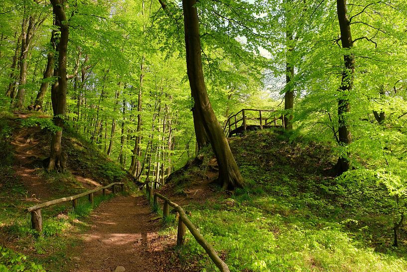 Forest by Ostsee Bilder