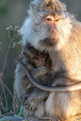Moederaap met kind