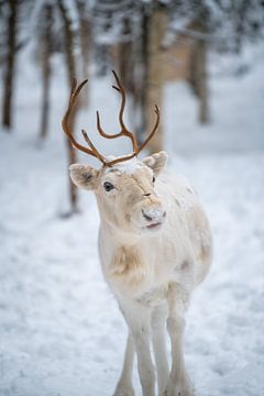 weißes Rentier bei Schnee im Wald von Leo Schindzielorz