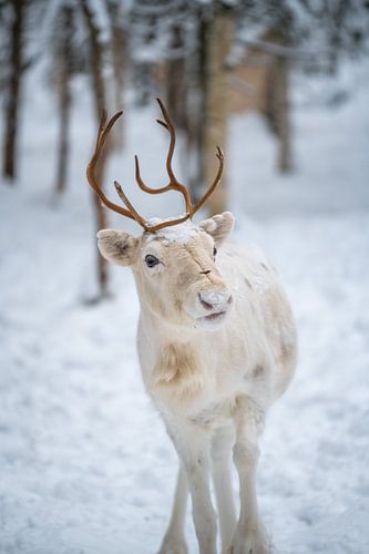 Witte rendieren in de sneeuw in het bos