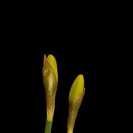 Daffodils in the bud by Stephan Van Reisen