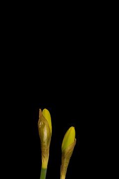 Jonquilles dans le bourgeon sur Stephan Van Reisen