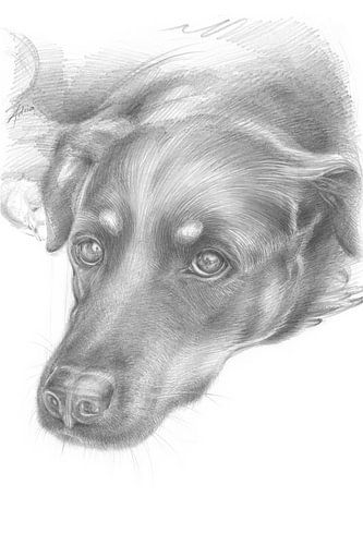 Female dog with a gentle gaze