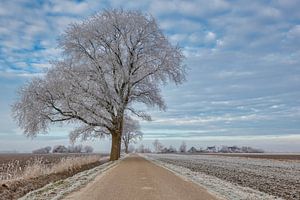 rijp aan de bomen in de polder van eric van der eijk