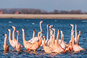 Flamingos in den Niederlanden, der Phoenicopterus roseus.
