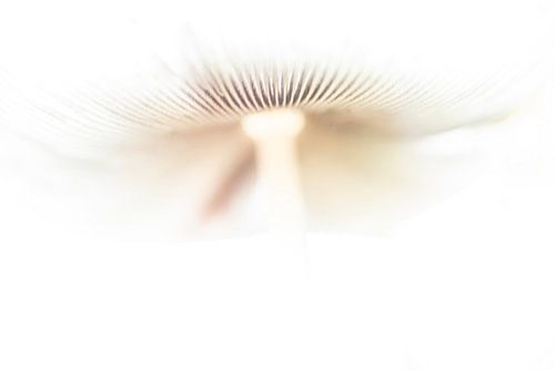 High key Harefoot (mushroom).