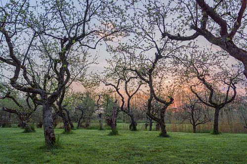 Zonsopkomst in de boomgaard