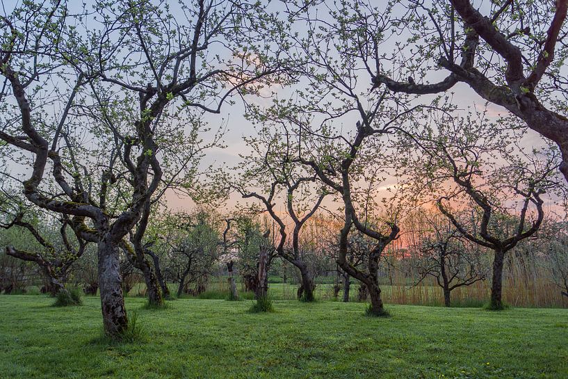 Sunrise in the orchard by Rossum-Fotografie
