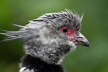 tufted fowl coot : Blijdorp Zoo by Loek Lobel